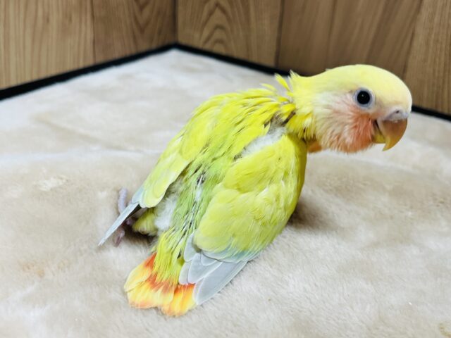 コザクラインコ（小桜インコ）