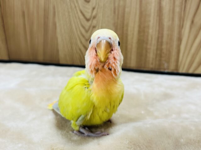 コザクラインコ（小桜インコ）