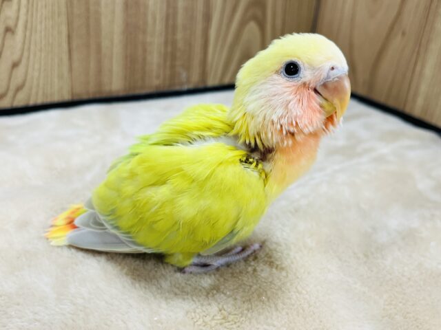 コザクラインコ（小桜インコ）