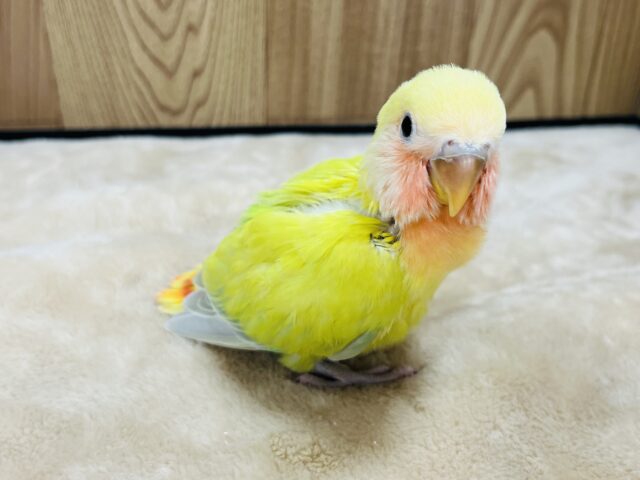 コザクラインコ（小桜インコ）