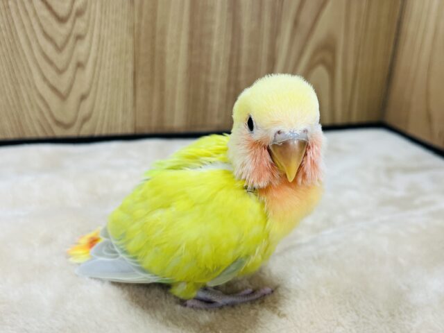 コザクラインコ（小桜インコ）