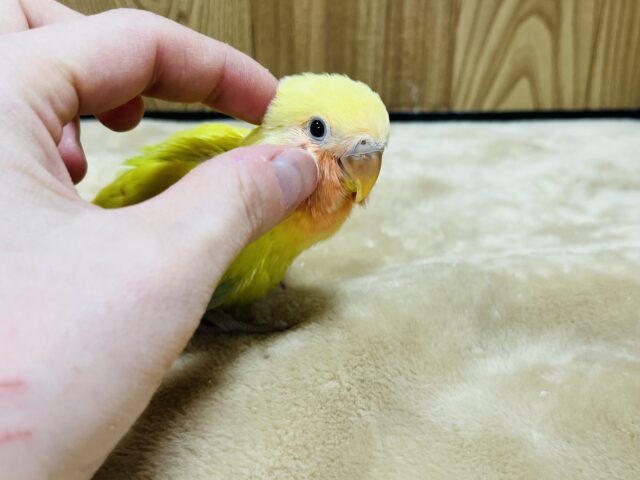 コザクラインコ（小桜インコ）