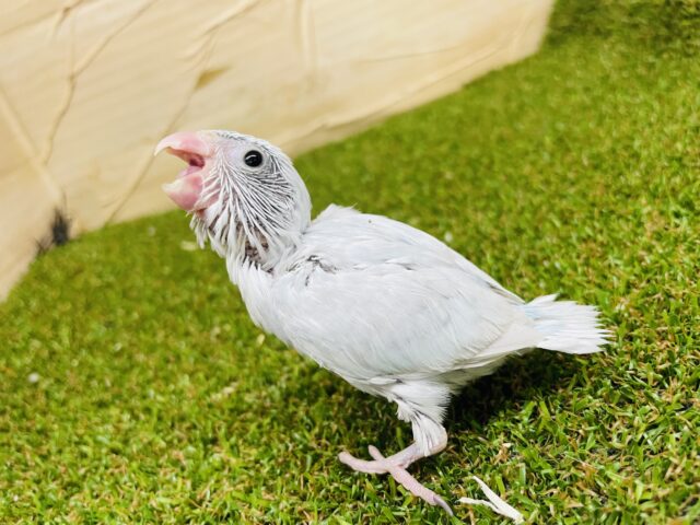 1人餌🩷最新画像になりますよ🌟お空に負けない綺麗な色合い🩵🤍 マメルリハ アメリカンホワイト 女の子 マメルリハ