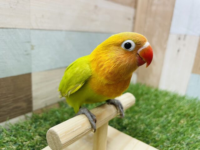 ヤマブキボタンインコ