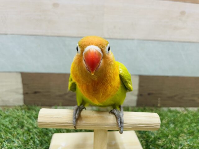 ヤマブキボタンインコ