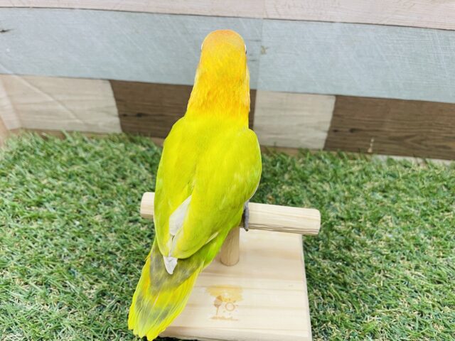 ヤマブキボタンインコ