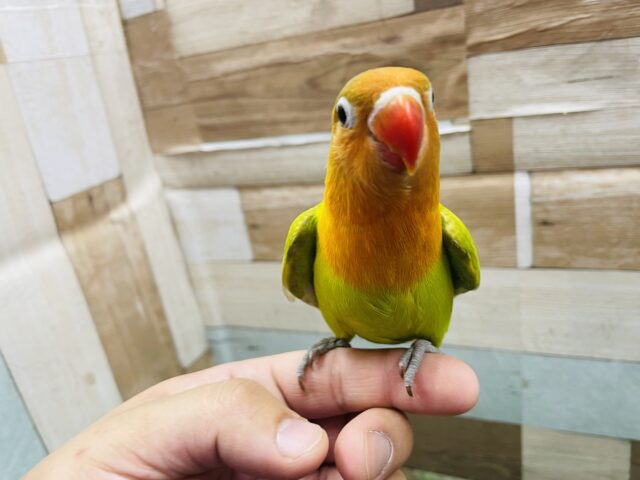 ヤマブキボタンインコ