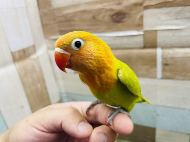 ヤマブキボタンインコ
