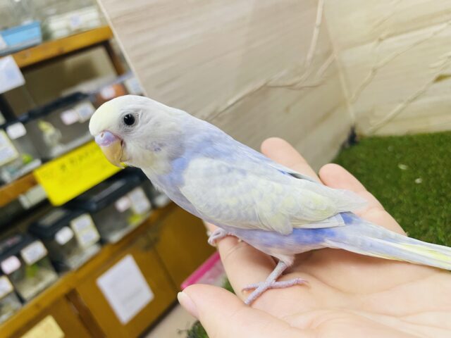 セキセイインコ