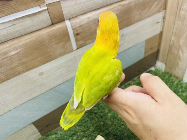 ヤマブキボタンインコ