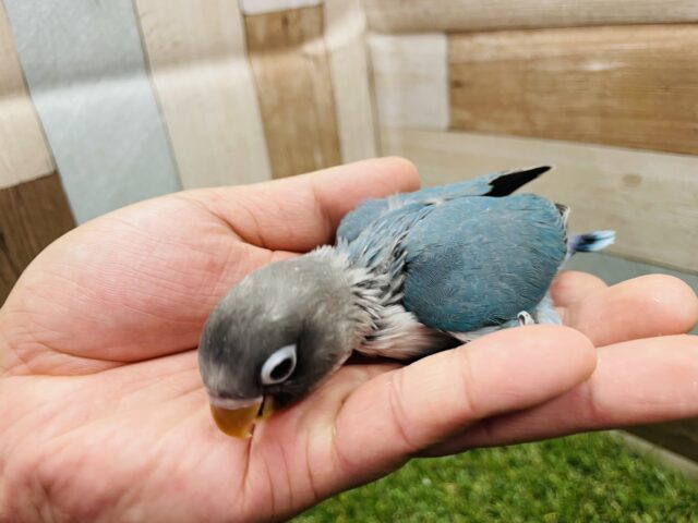 ブルーボタンインコ