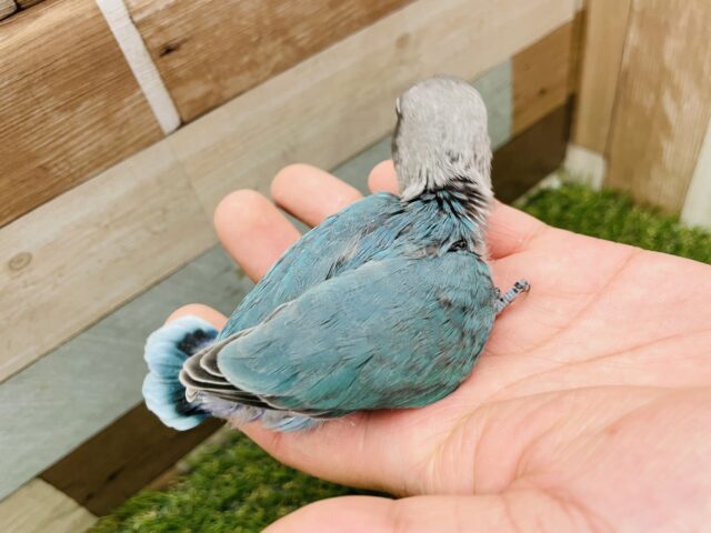 ブルーボタンインコ