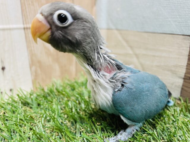 ブルーボタンインコ