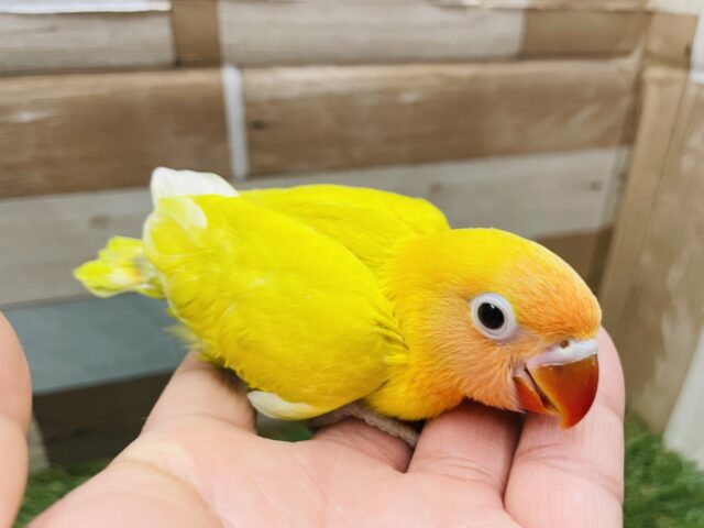 ヤマブキボタンインコ