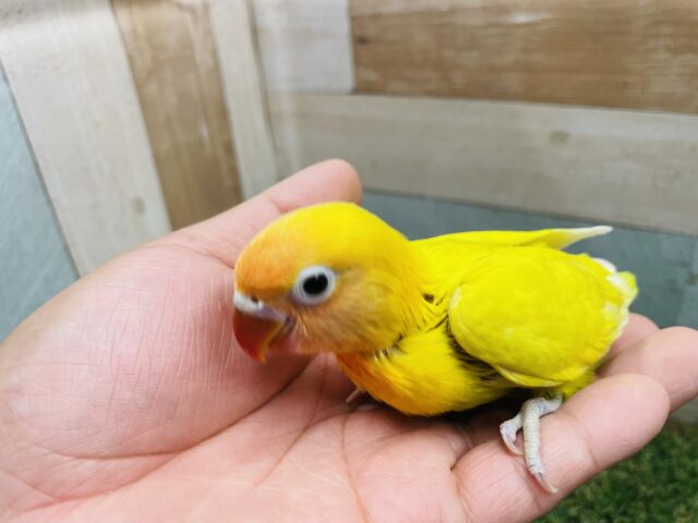 ヤマブキボタンインコ
