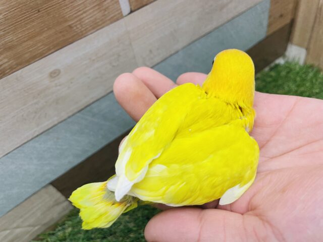 最新画像あります♪明るく太陽のように輝いています☀️ヤマブキボタンインコのイエロー❗️ ヤマブキボタンインコ