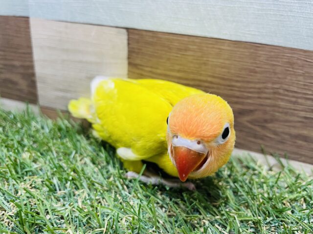 ヤマブキボタンインコ