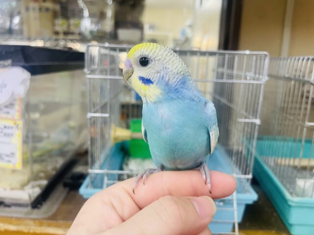 セキセイインコ