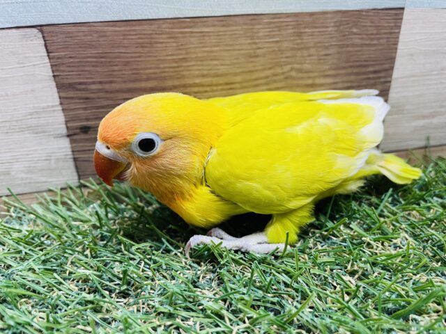 ヤマブキボタンインコ