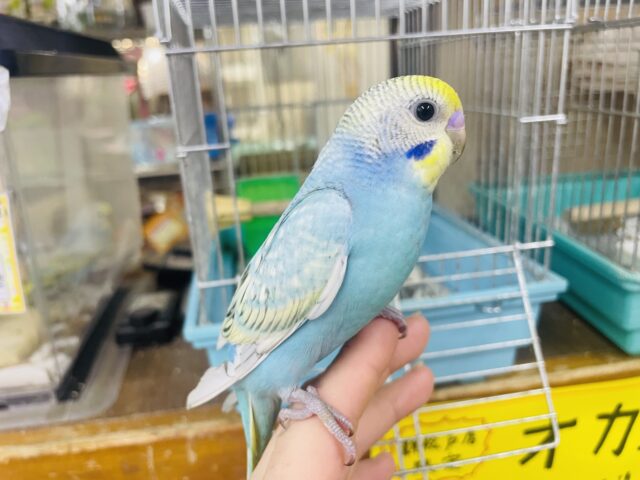 セキセイインコ