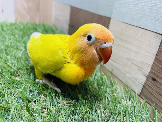 ヤマブキボタンインコ