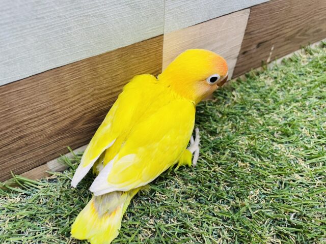 最新画像あります♪明るく太陽のように輝いています☀️ヤマブキボタンインコのイエロー❗️ ヤマブキボタンインコ