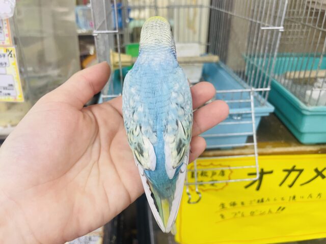 セキセイインコ