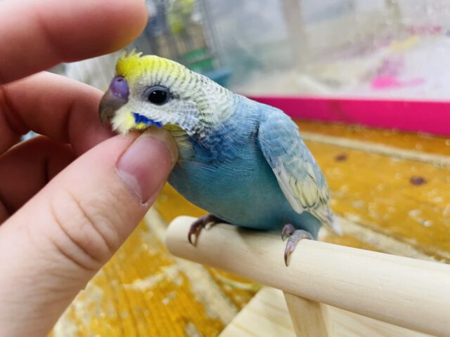 セキセイインコ