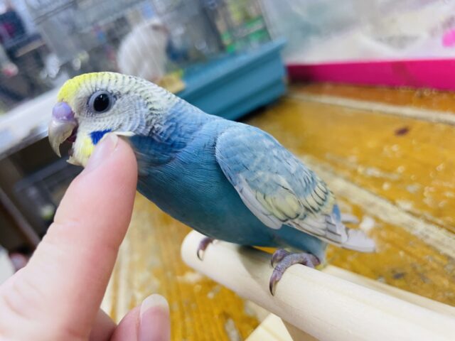 セキセイインコ