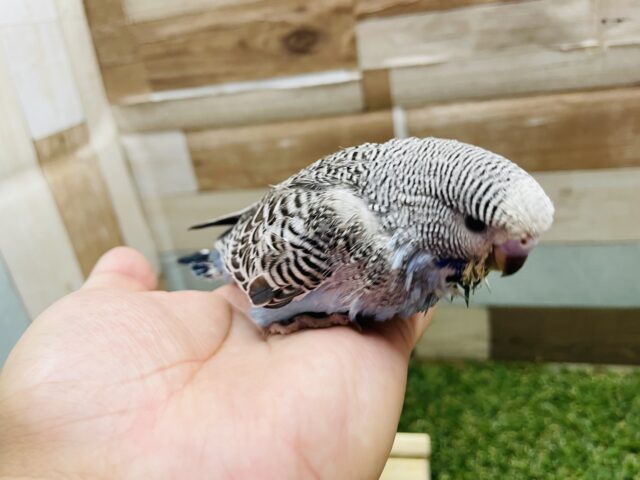 ジャンボセキセイインコ