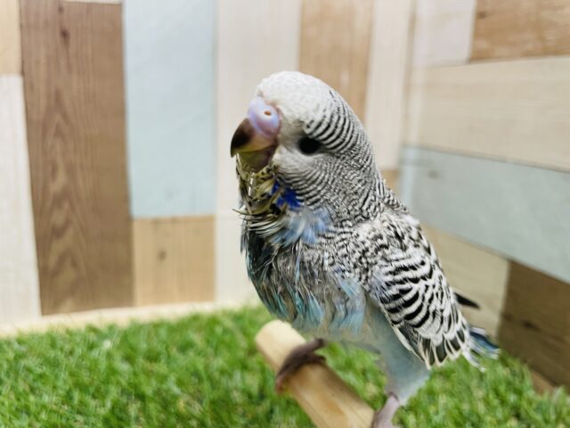 ジャンボセキセイインコ