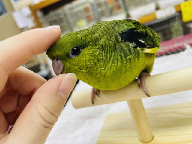 サザナミインコ