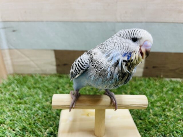 ジャンボセキセイインコ