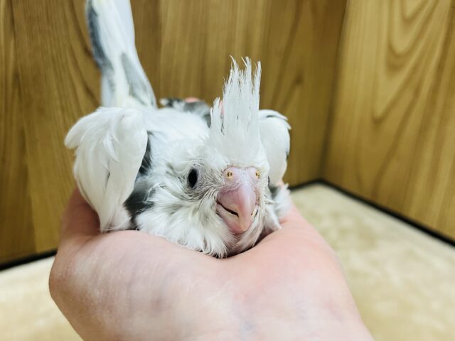 オカメインコ