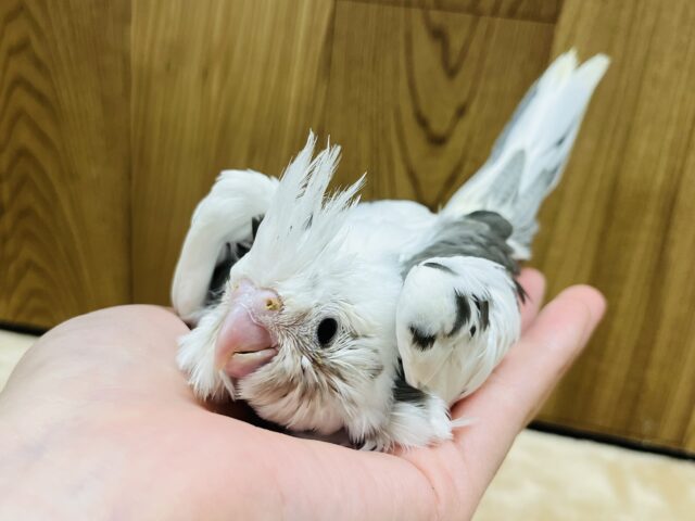 オカメインコ