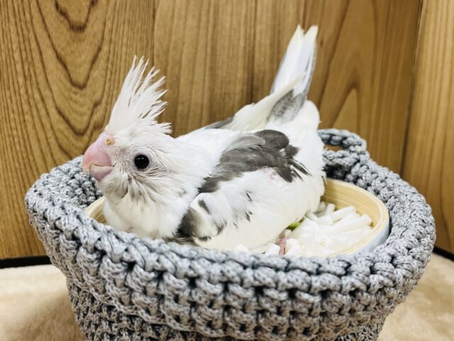 オカメインコ