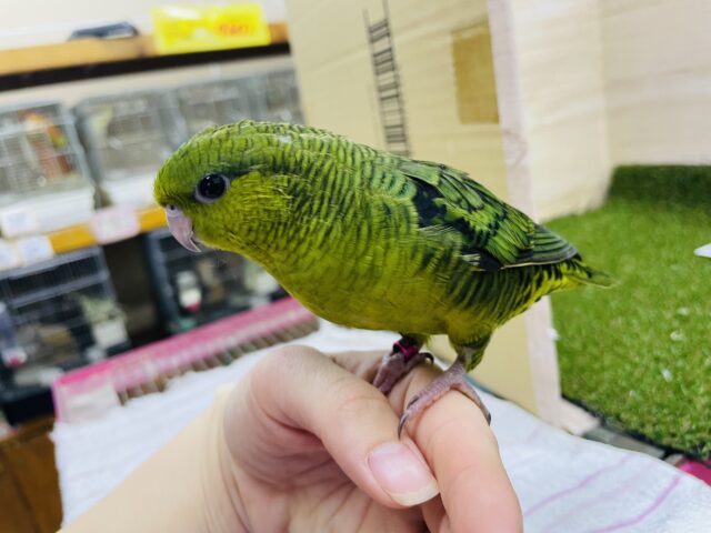 サザナミインコ