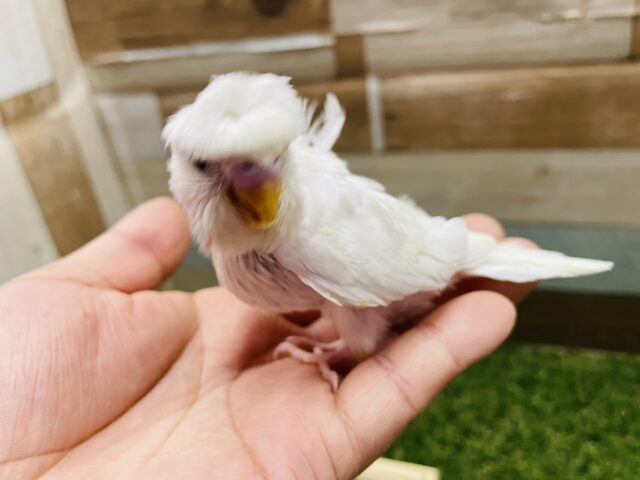 羽衣セキセイインコ