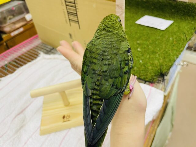 サザナミインコ