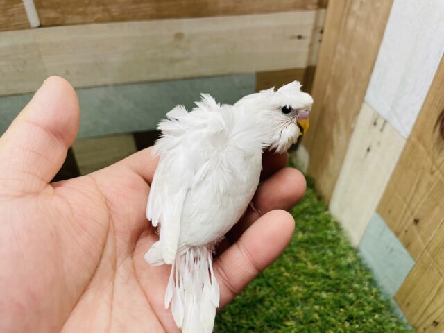 羽衣セキセイインコ