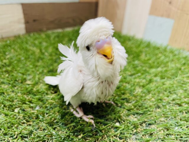 羽衣セキセイインコ