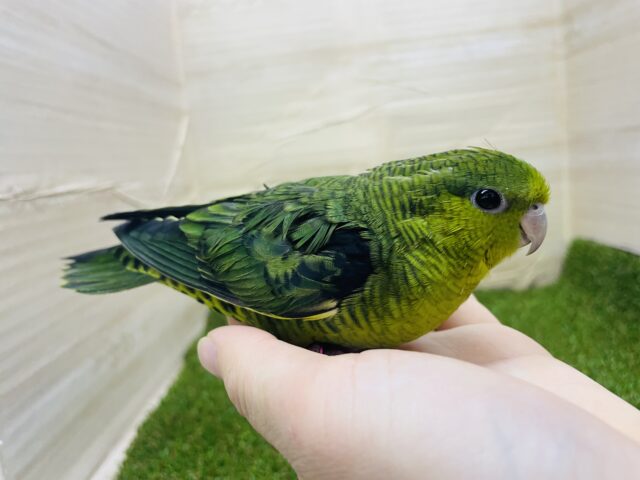 サザナミインコ