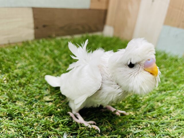 羽衣セキセイインコ