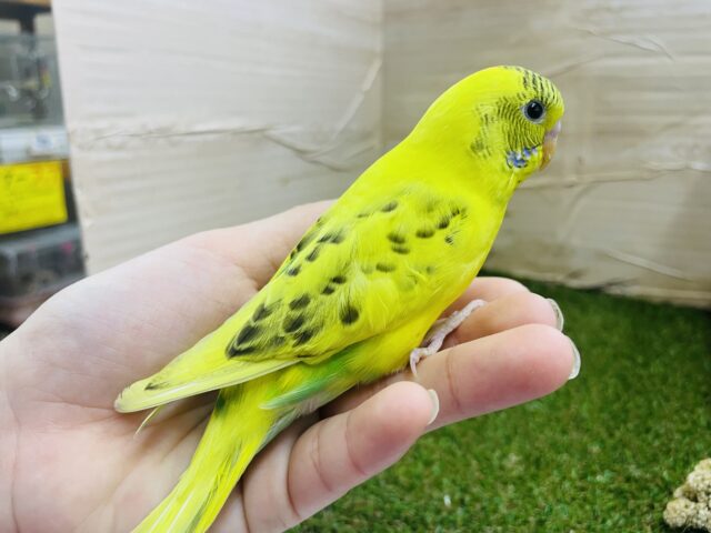 セキセイインコ