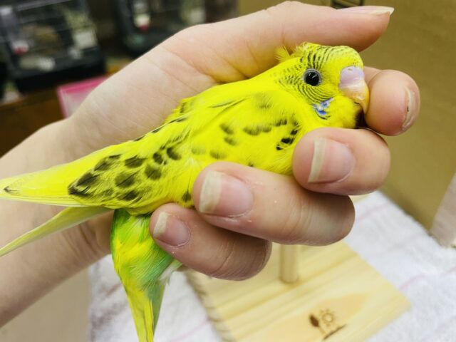 セキセイインコ