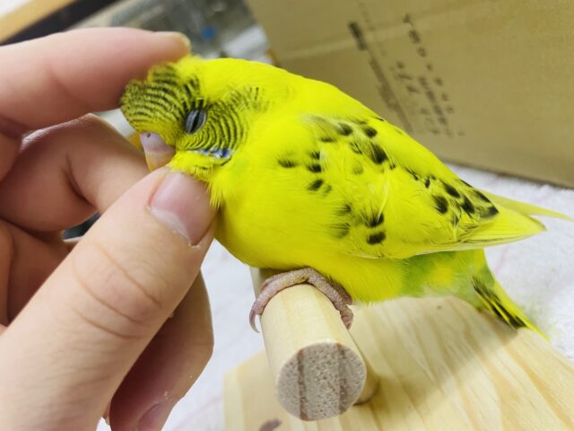 セキセイインコ