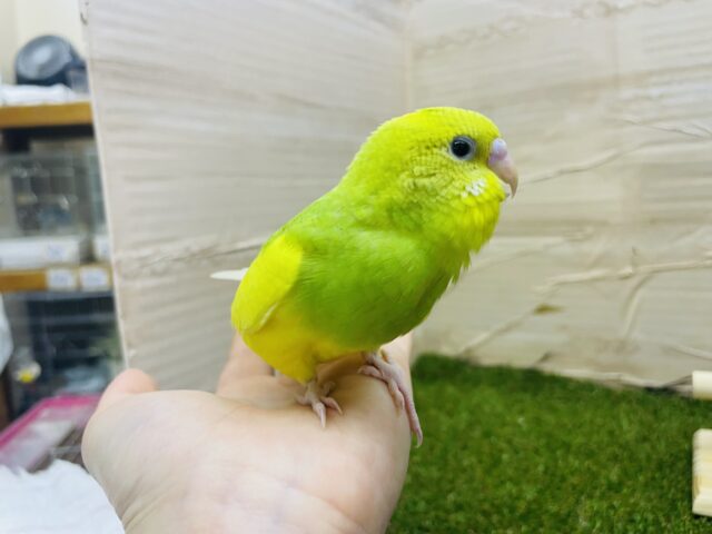 セキセイインコ