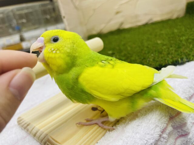 セキセイインコ