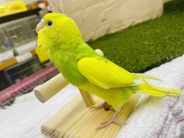 セキセイインコ