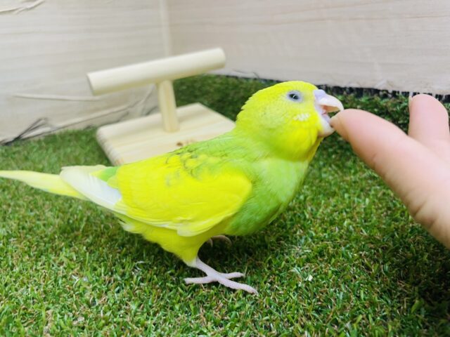 セキセイインコ